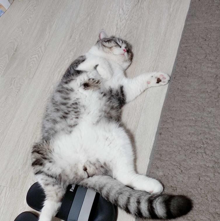 猫不吃猫草应该怎么办,猫不吃猫草怎么办