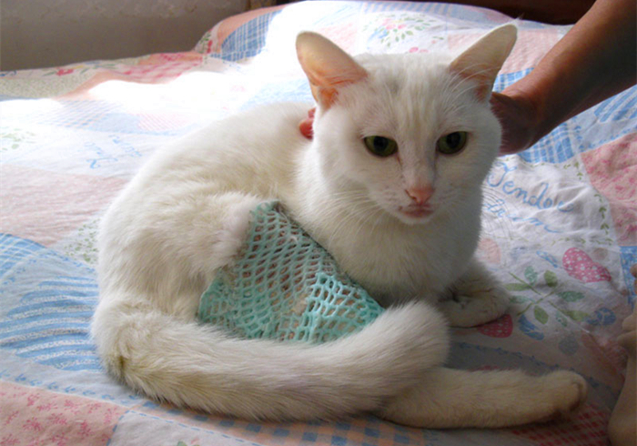 猫咪脊椎骨裂会瘫痪吗,猫咪脊椎错位会导致歪头吗