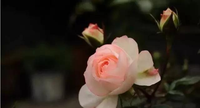 给大家介绍一下玫瑰品种,玫瑰的品种及特点介绍