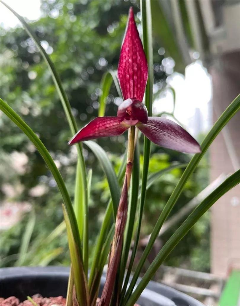 云南玉溪的春兰品种有哪些,云南玉溪有哪些名贵兰花