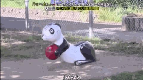 日本的顶级流量担当者大熊猫！日本人的熊猫情结疯狂到你想不到