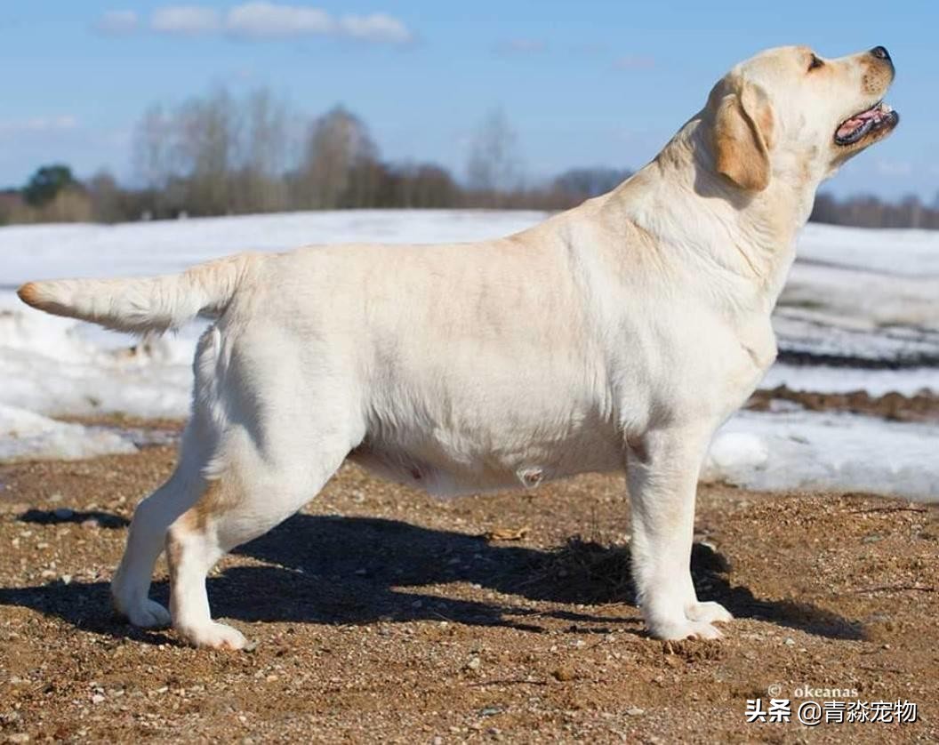 宠狗注意事项,宠兽小知识大全