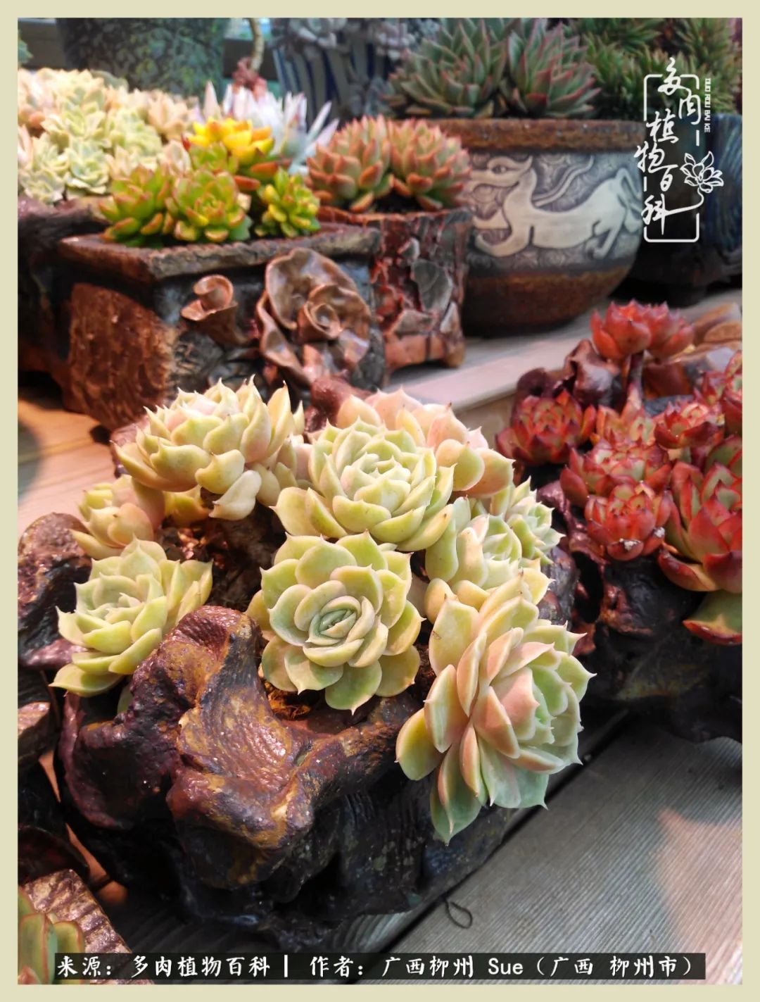 艳阳高照凉爽贵州,我要勤快地捕捉美好!(二)