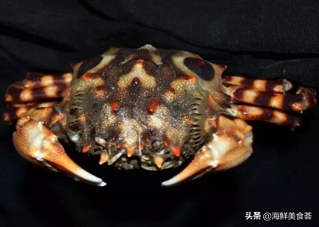 常见的鱼虾蟹等海鲜的认识,虾蟹类海鲜大全