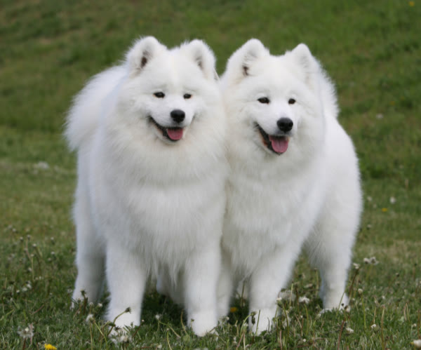 常见的小狗狗品种大全及图片,值得推荐的小狗品种有哪些