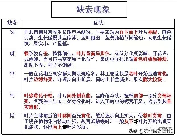西瓜栽培技术全面的文字解释,西瓜栽培技术和方法