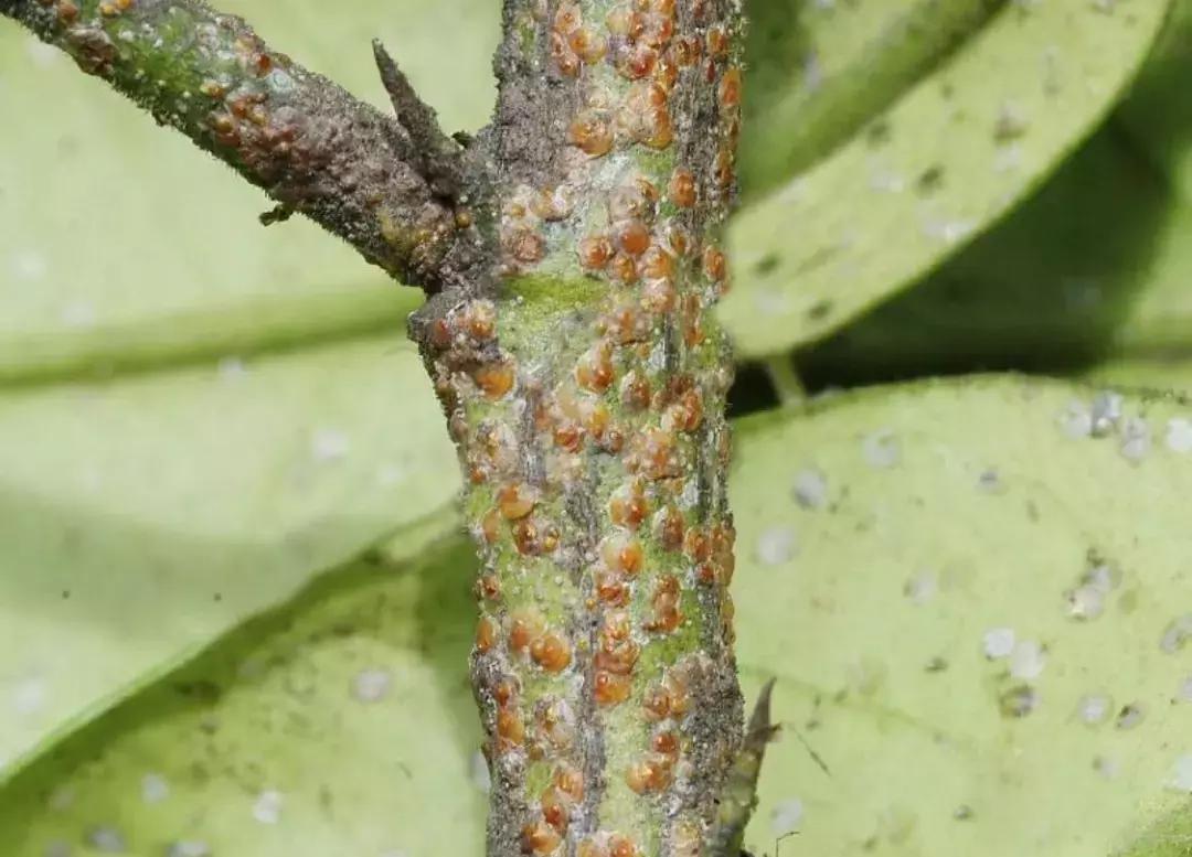 梨树叶子被吃虫害图片及防治方法,梨树八大虫害高清图谱防治方法