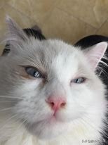 猫视力不好怎么办,猫视力差