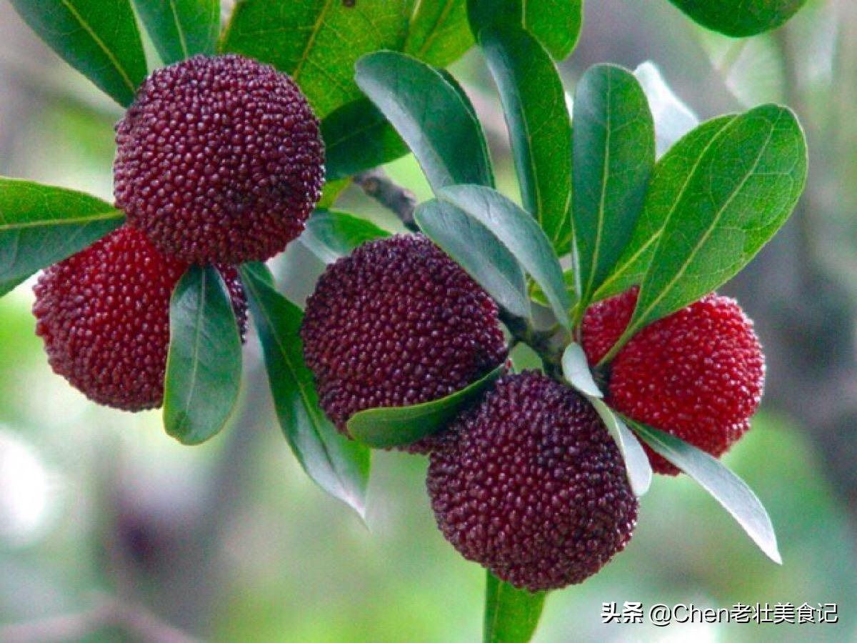 杨梅最好的保鲜方法,鲜杨梅保鲜的最佳方法