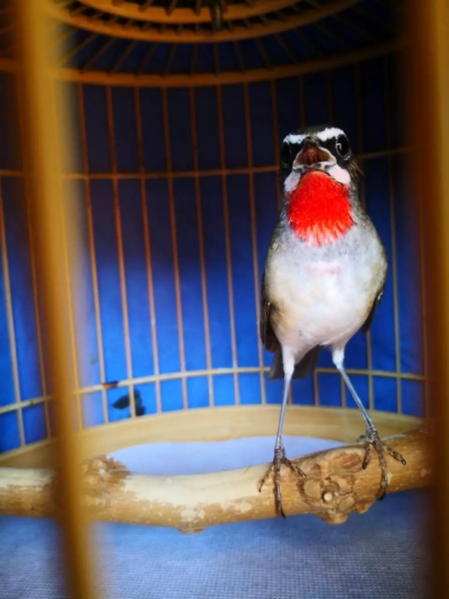 靛颏脚肿是什么样子,靛颏鸟吃什么可预防脚肿