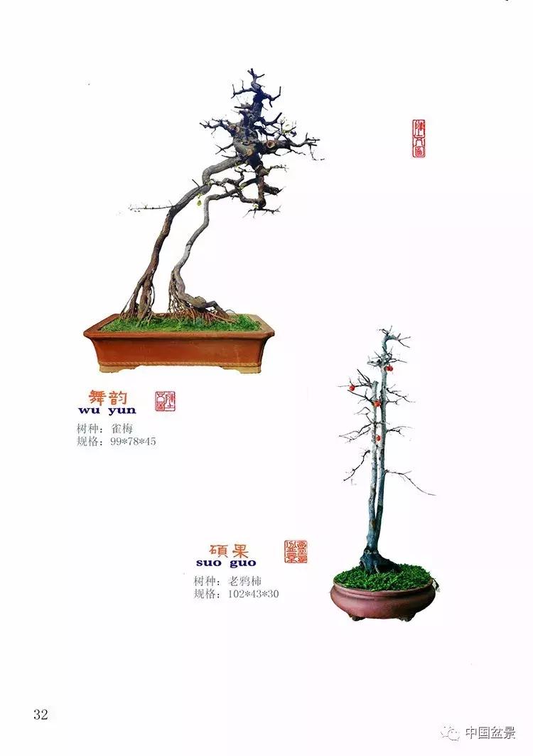 陈文图老师,陈文图盆景欣赏