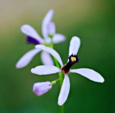 苦楝花盛开香气怡人,苦楝花的香气怎样形容