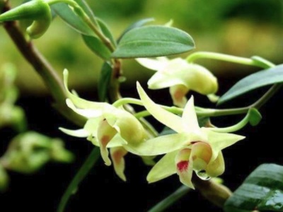 铁皮石斛怎么养是最好的,铁皮石斛怎么养生