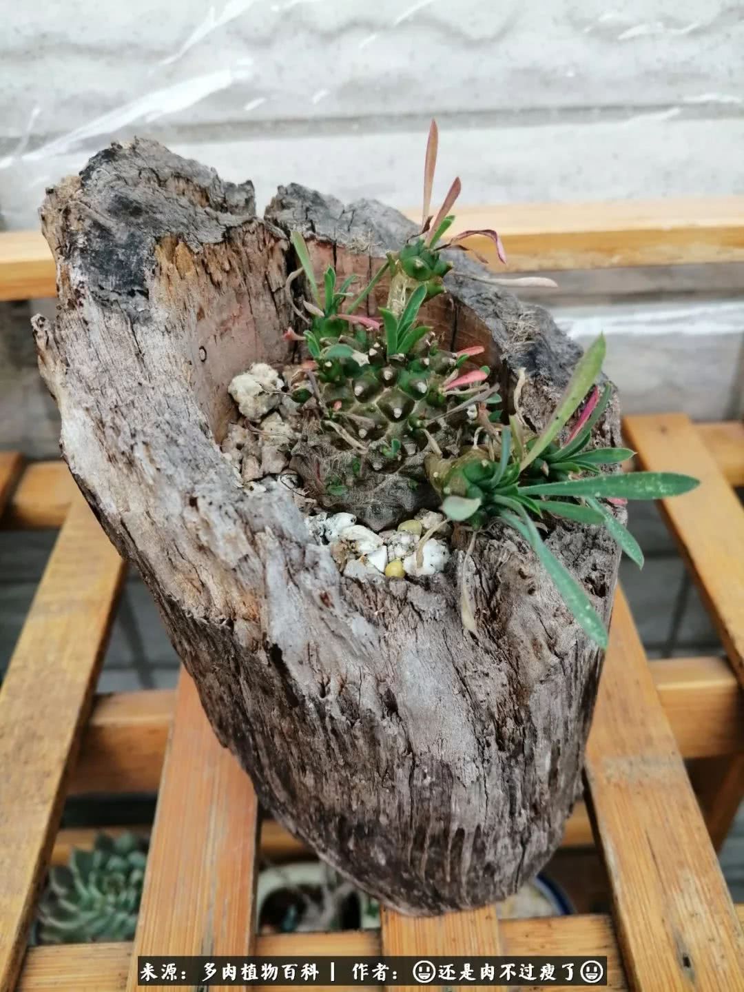 日照弘一法师,日照法师请师父