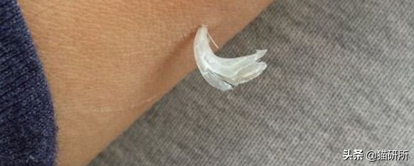 每天15分钟,医生手把手教你做17项猫咪全身检查