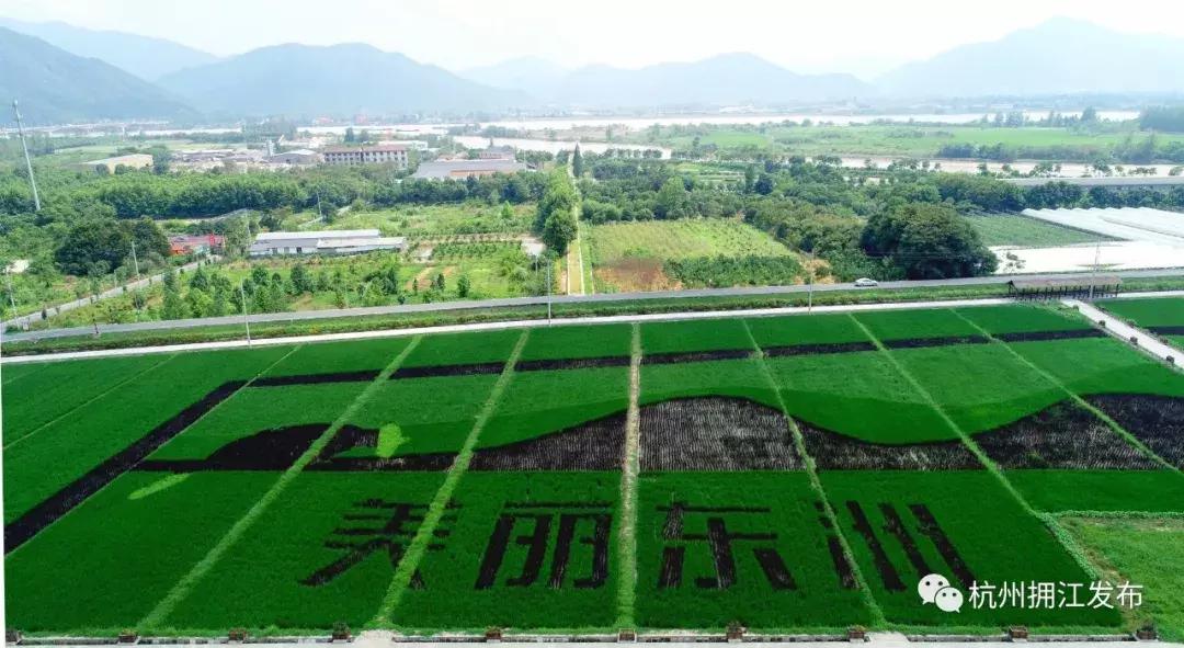 震撼!钱塘江畔出现巨型画作,有28个足球场这么大!