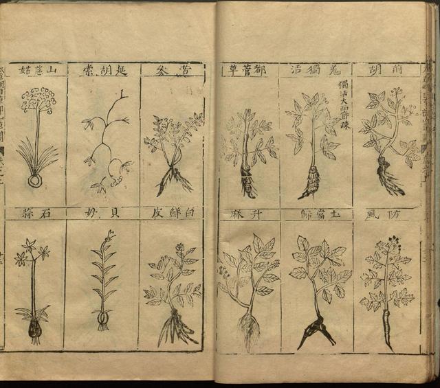 本草纲目中插图是李时珍画的吗,本草纲目李时珍插图