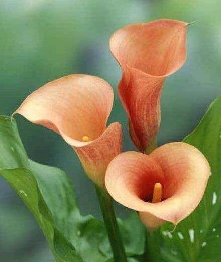 马蹄莲怎么养护什么时候开花呢,马蹄莲的养护方法快速开花