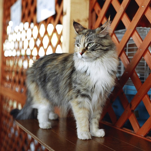 各种猫咪花纹品种,名贵品种猫咪大全