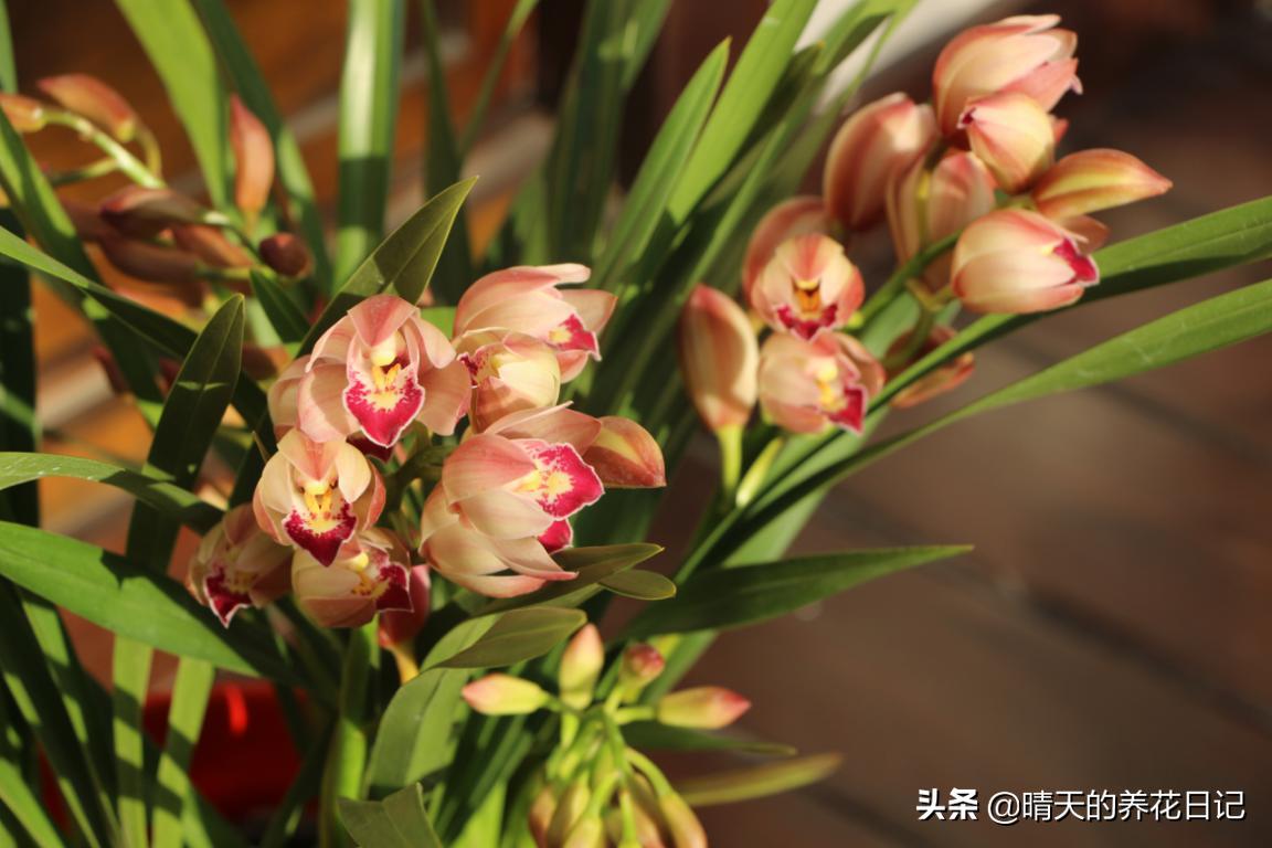 大花蕙兰花苞从哪个位置长出的,蕙兰换盆时根部干瘪怎样处理