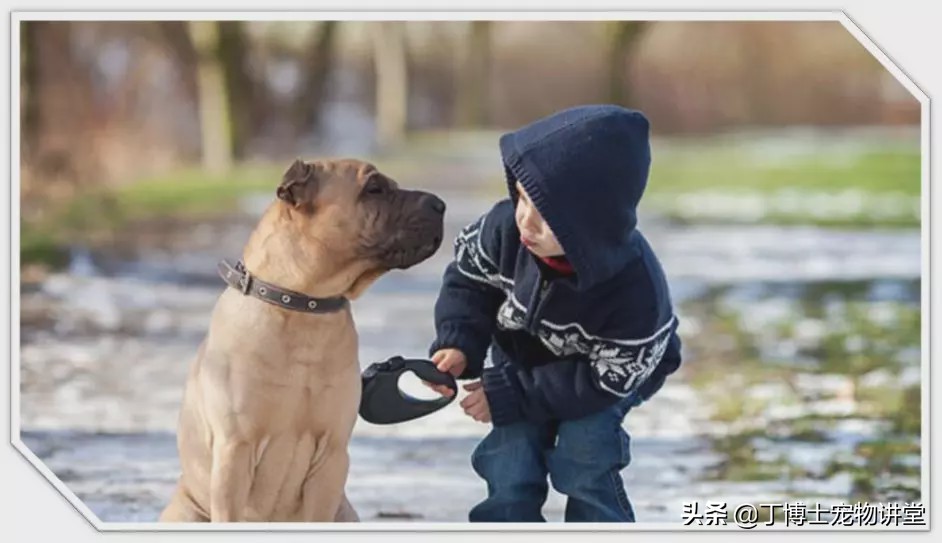 宠物狗基础护理知识大全,狗狗产后低血钙怎么在家急救