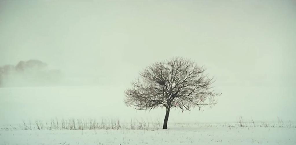 75岁老头被狼群追杀徒手大战狼群,放羊老汉遭遇狼群