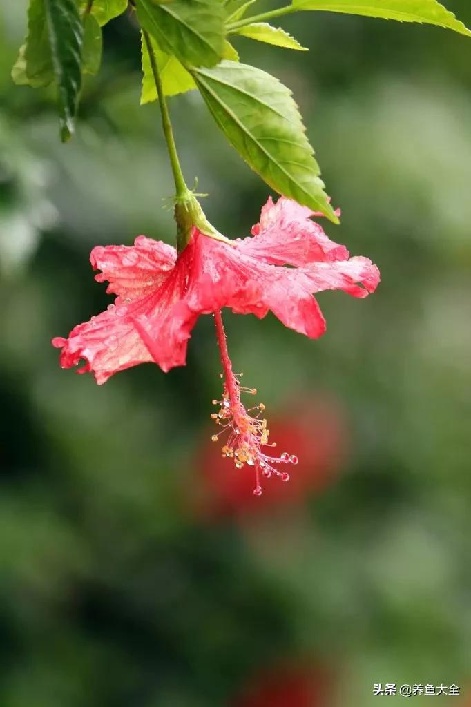 一至十二月的花期,12月到2月份的花期