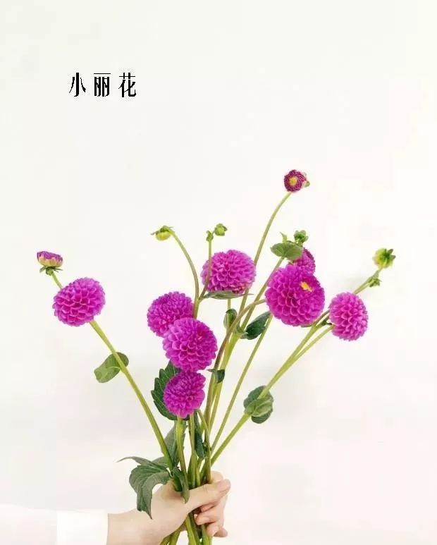 花店里同款的两种不同价格的花材,花店最容易被顾客误解的几种花材