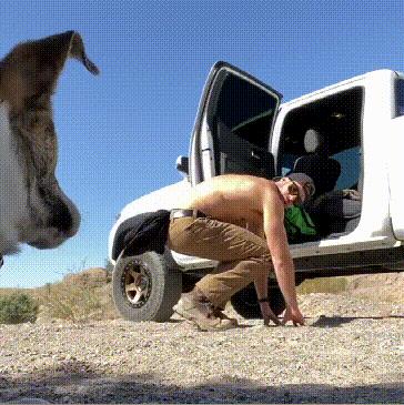 怎么训练狗狗上车下车,如何让狗狗乖乖的学会坐车