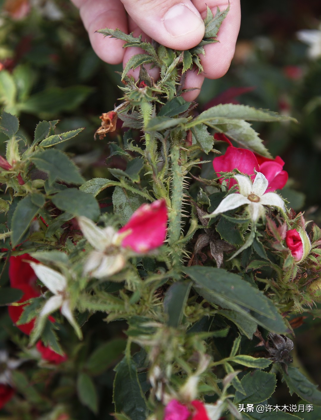 月季长得太高能用矮壮素吗,月季长得一边高一边矮怎么办