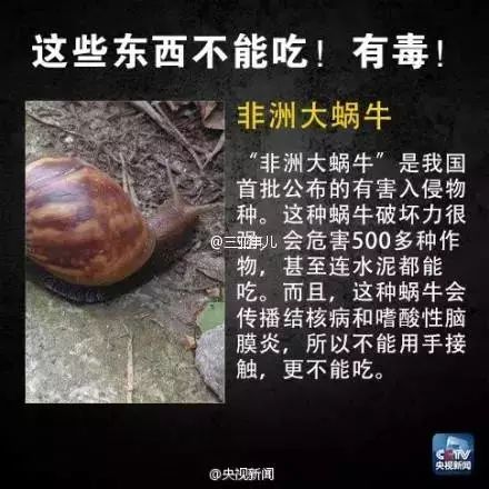 路边惊现非洲大蜗牛，别碰也别吃！已有人因抓它发高烧，还会传播结核病、脑膜炎