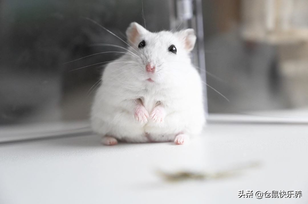仓鼠并非邋遢宠物，为获得饲主宠幸，洗脸理毛鼠鼠每天都会做