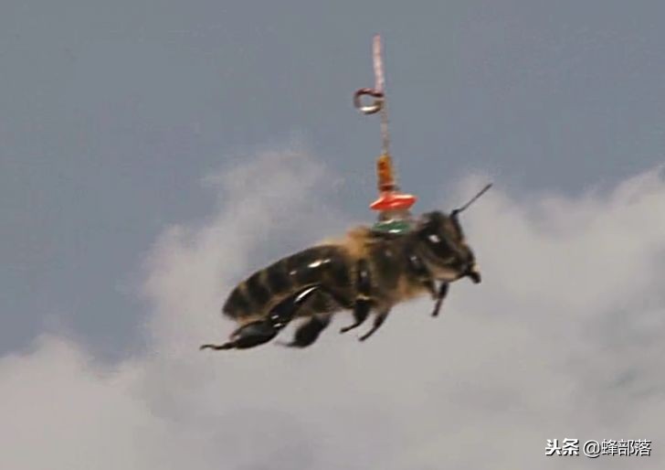 蜜蜂能背着飞的*踪器追**值多少钱？商家：最低44000元