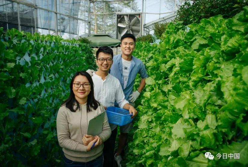香港青年：我们在湾区种蔬菜