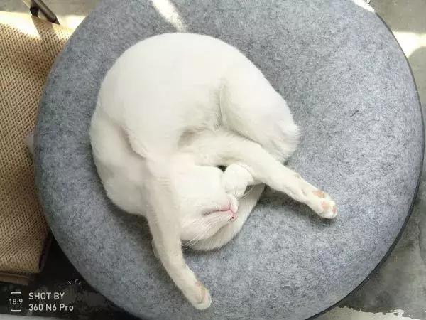 如果舔猫一口猫会怎样,猫猫能舔到全身吗