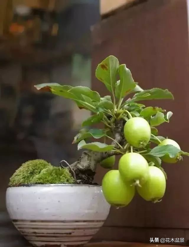 茶桌上养什么盆景植物,最好养的盆景植物推荐