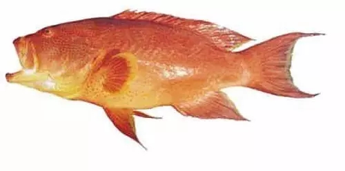 目前最顶级的海鲜鱼,世界上最顶级的海产鱼类