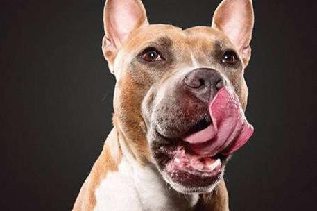 狗狗总爱舔人是怎么回事,狗狗为什么爱舔人皮肤