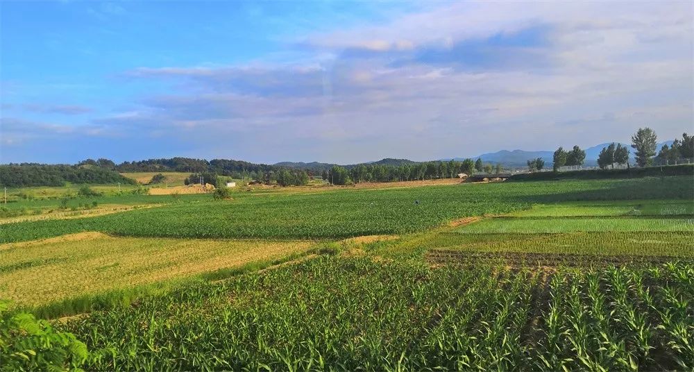 轻轻的你来了散文,轻轻的你来了语录