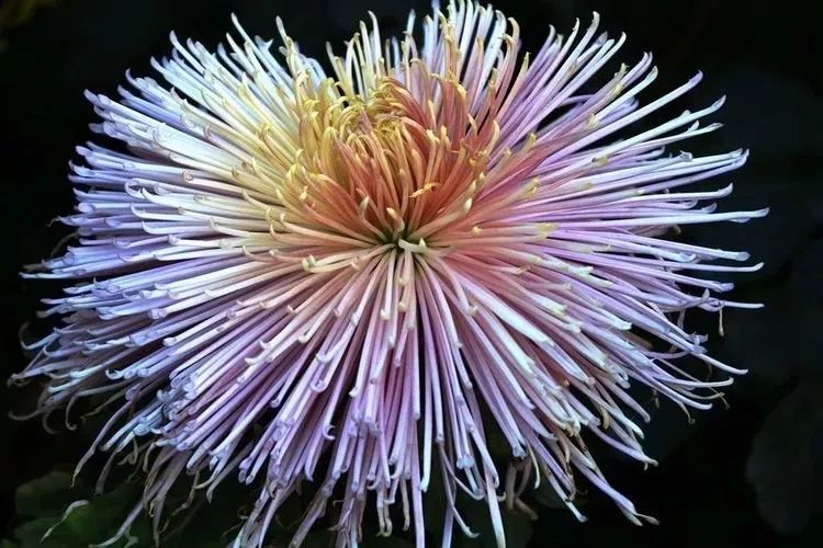 花中四君子菊花国画用笔,花中四君子菊花高清图片