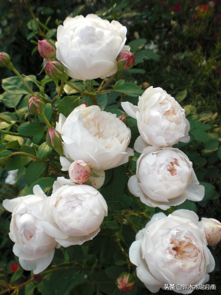 四季开花勤花月季,最好养最勤花的月季