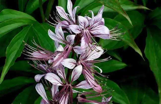 美白祛斑的中药配方内服,中药祛斑美白面膜使用方法