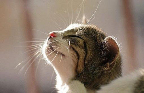 猫咪眼屎黄粘稠怎么回事,猫咪流眼屎用什么眼药水