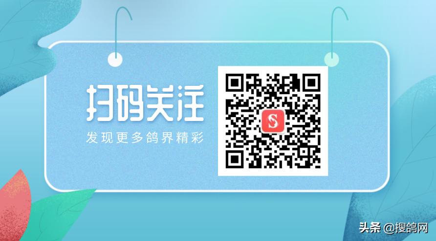 赛鸽飞的就是一滴血,鸽飞一滴血