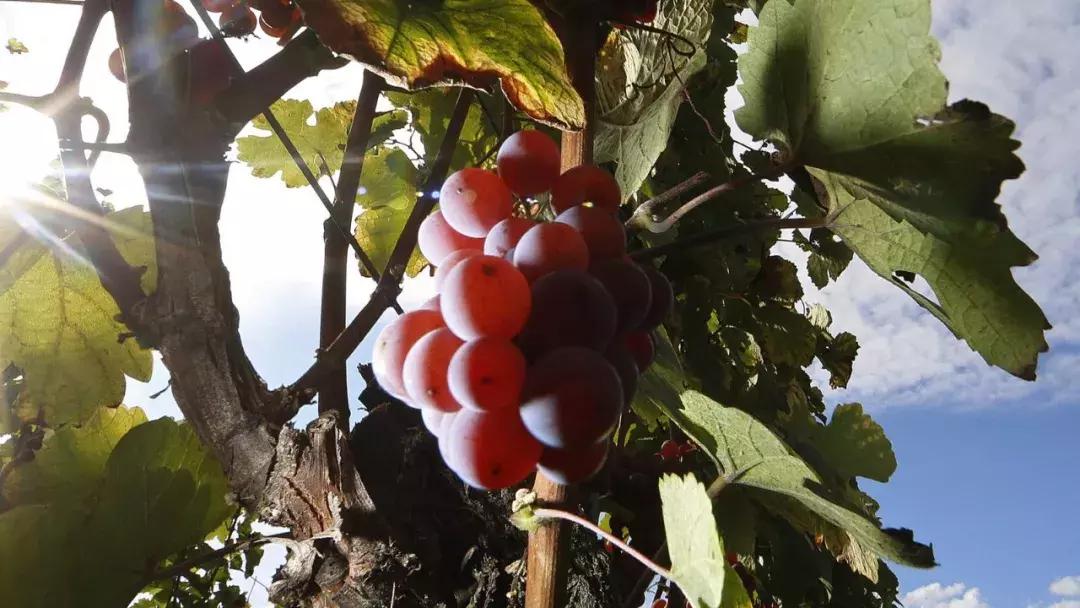 吃一口得花一个月工资？这种隐形炫富潮流值得追吗？