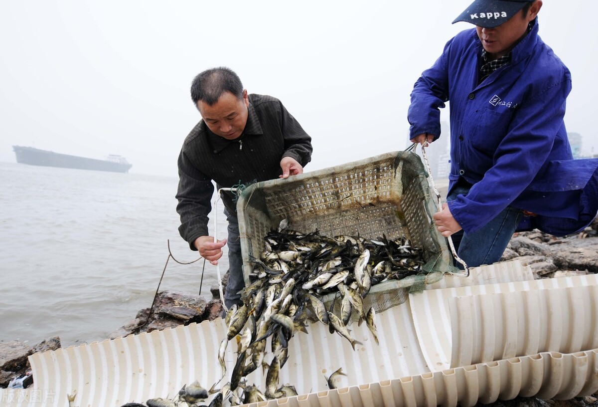 四大家鱼为什么没有卵,四大家鱼大量死亡是什么原因