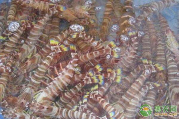 养殖日本对虾的最新技术,日本对虾的绿色养殖技术