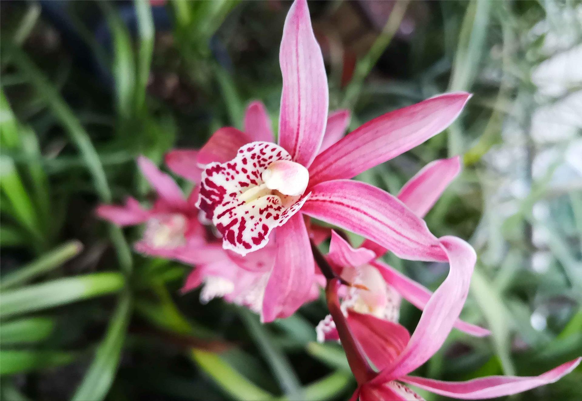 兰花十一月开花的是什么兰,11月开花的兰花一般是什么兰