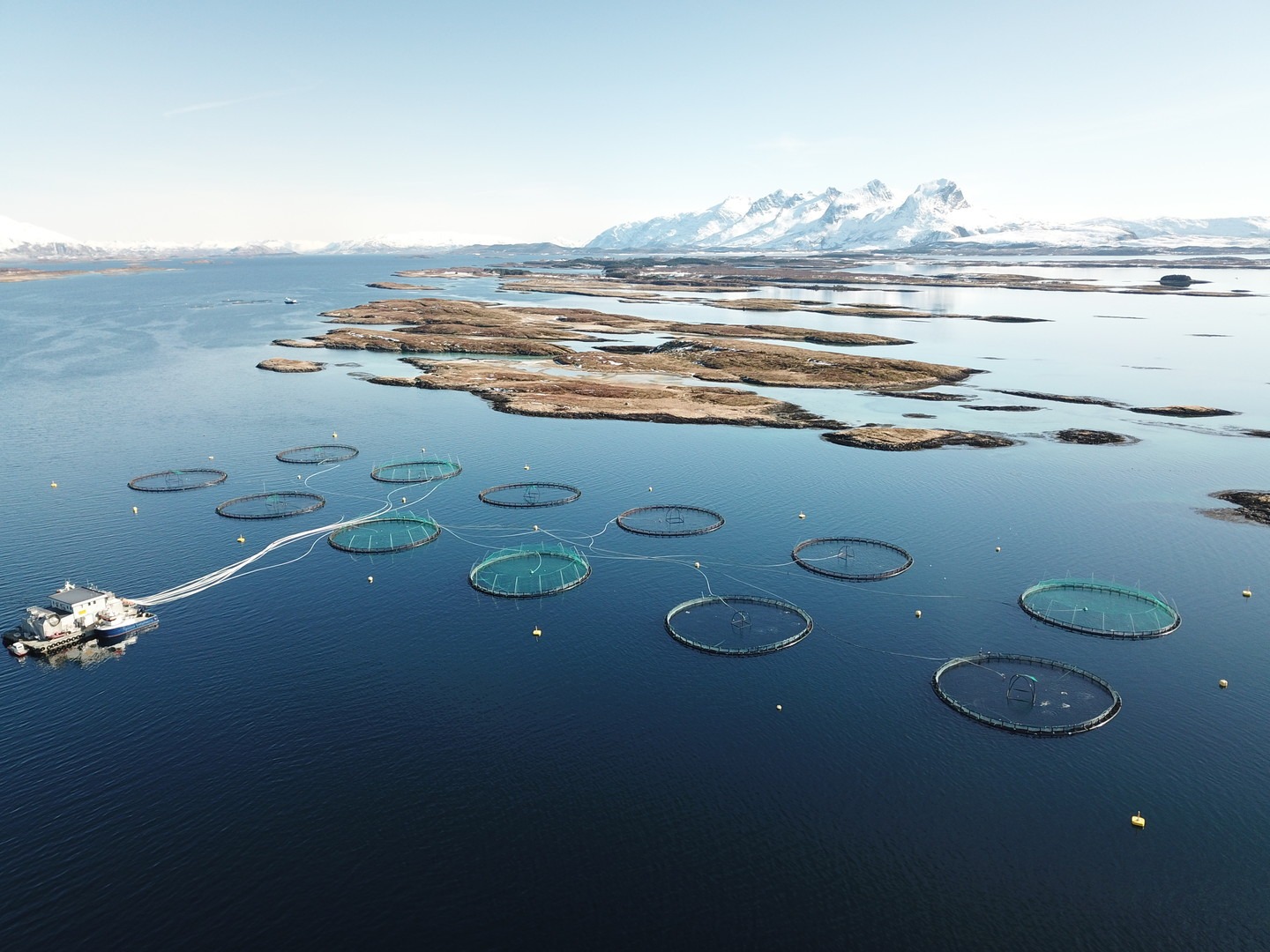 挪威的三文鱼价格,三文鱼在挪威是不是很便宜