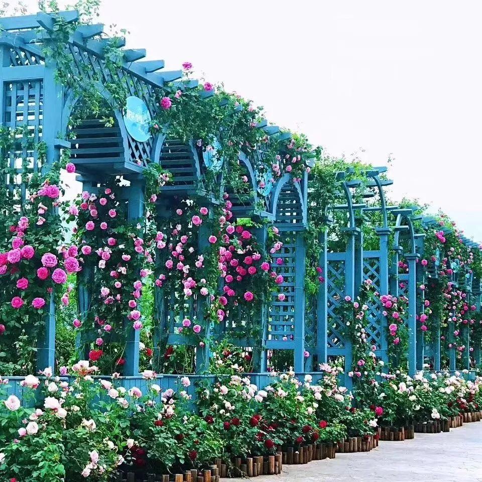 槽糕，是心动的感觉！这个神秘花谷正在悄然绽放！走，去拍照～